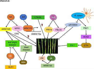Corrigendum: Progress in rice sheath blight resistance research